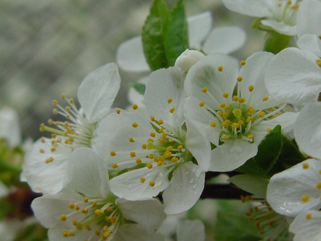 Cherry blossoms