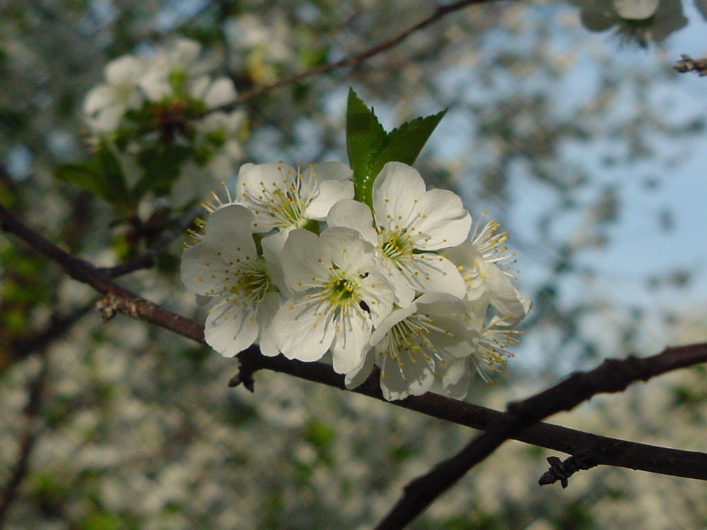 Cherry blossoms