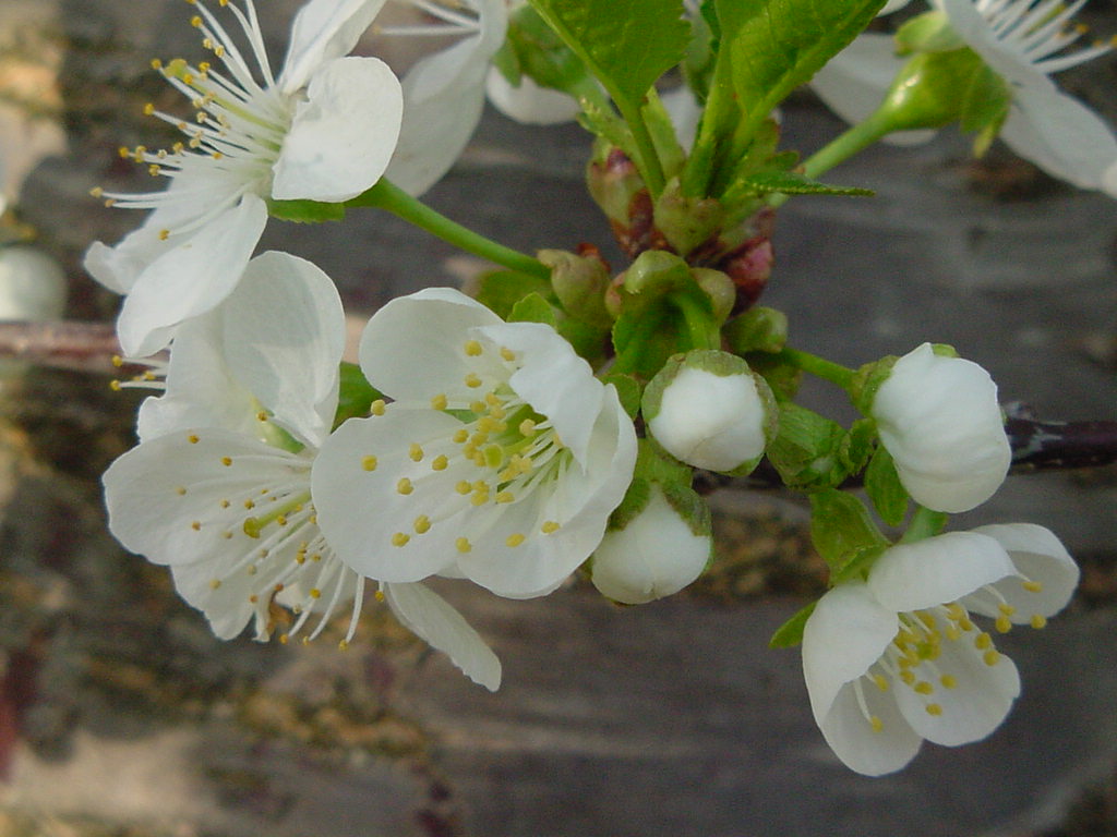 Cherry blossoms