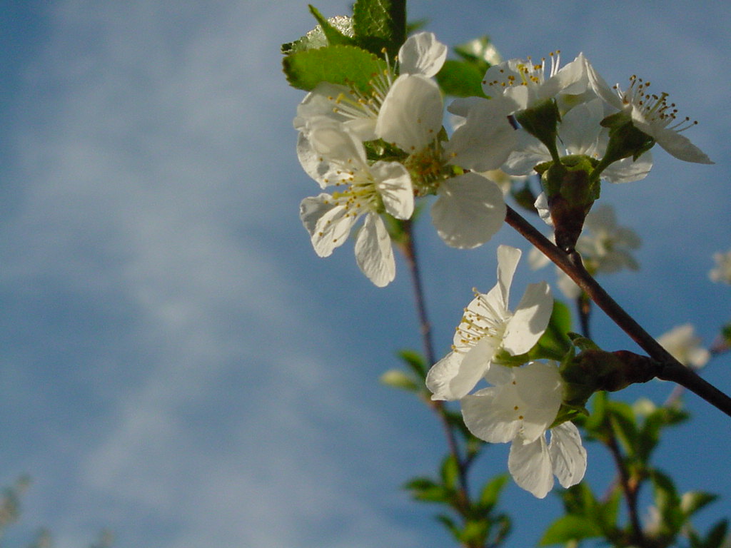 Cherry blossoms