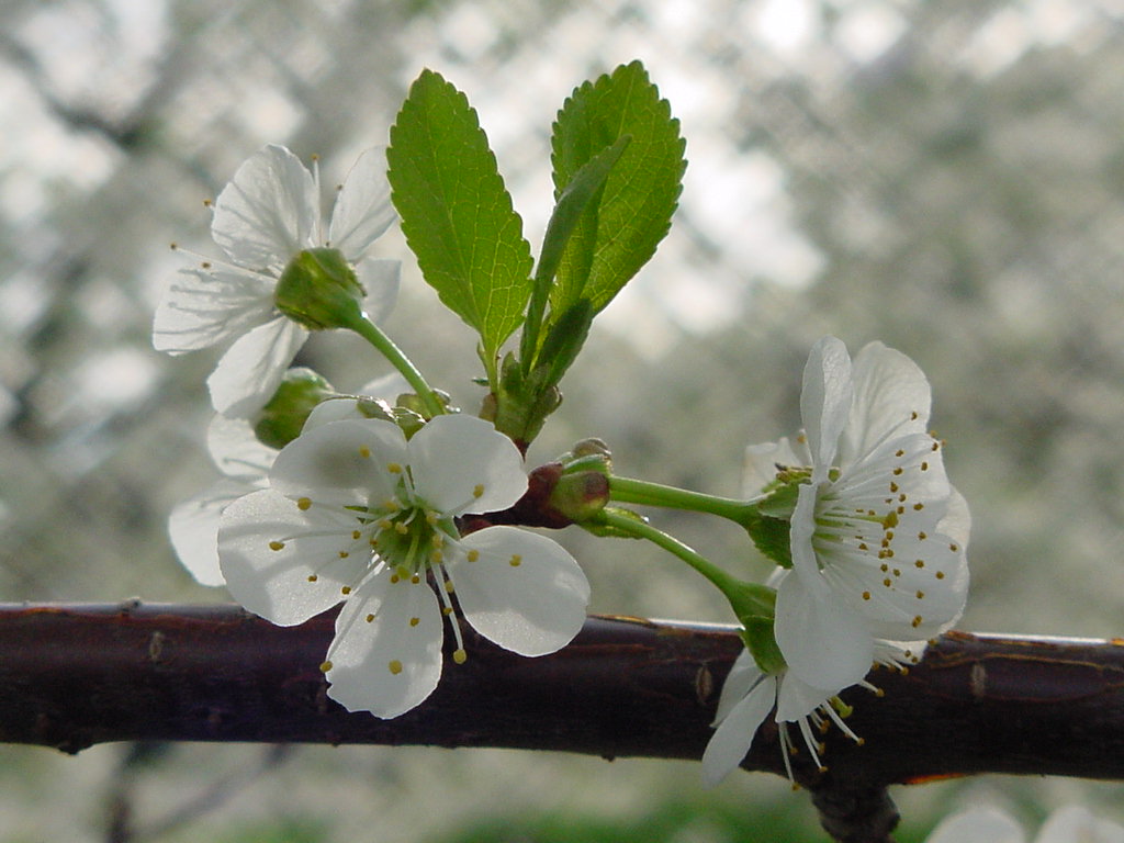 Cherry blossoms