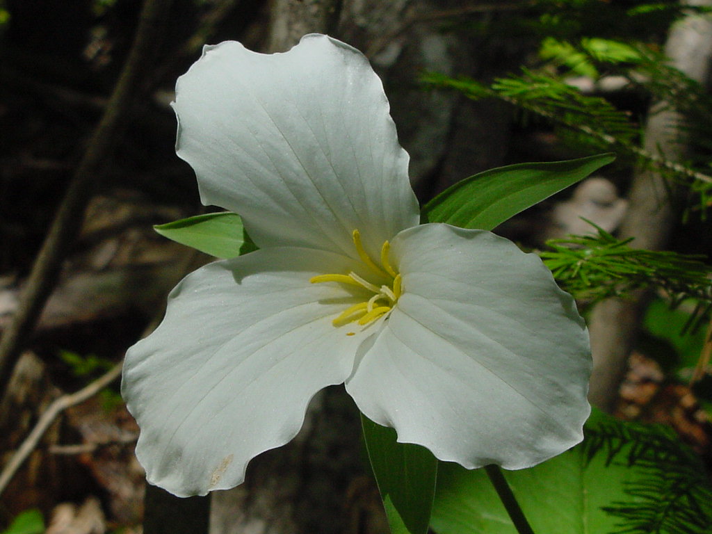 Trillium