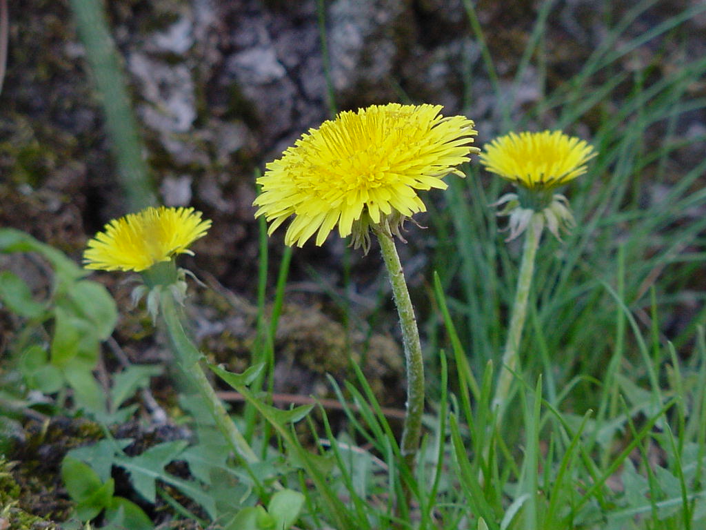 Dandelions