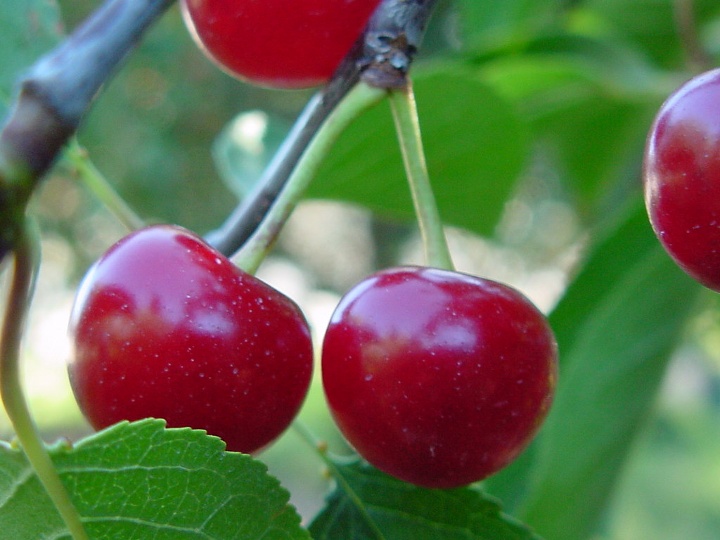 Cherries