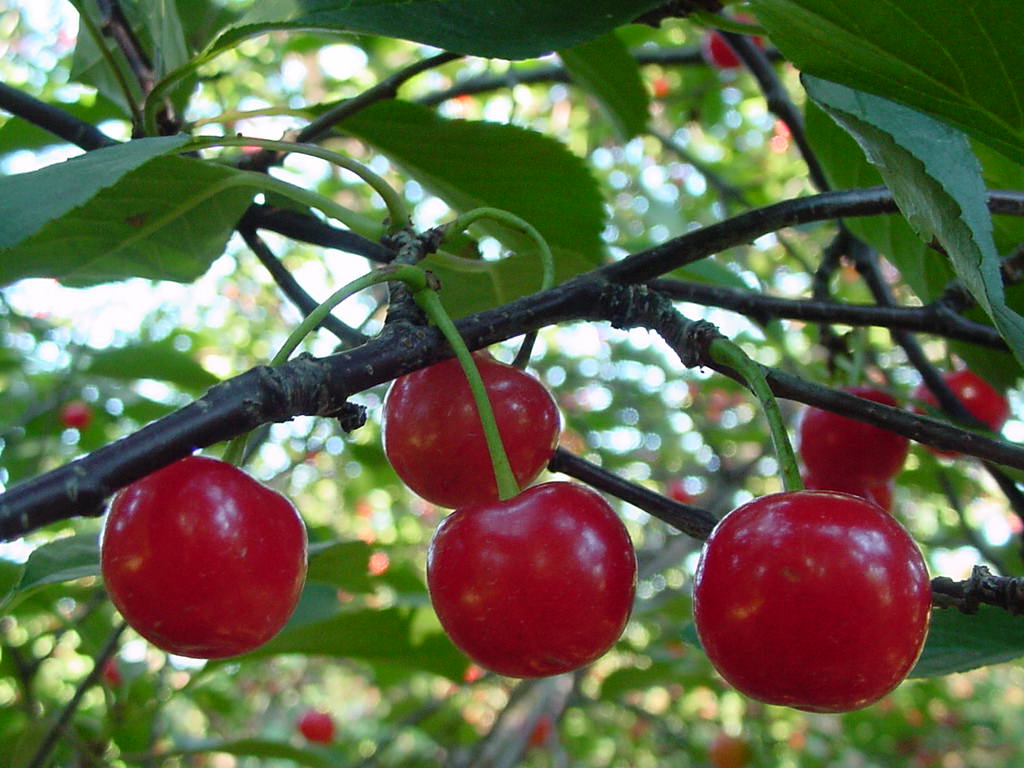 Cherries