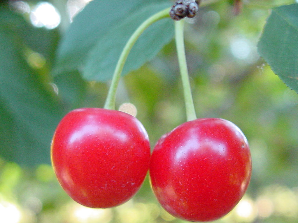 Cherries