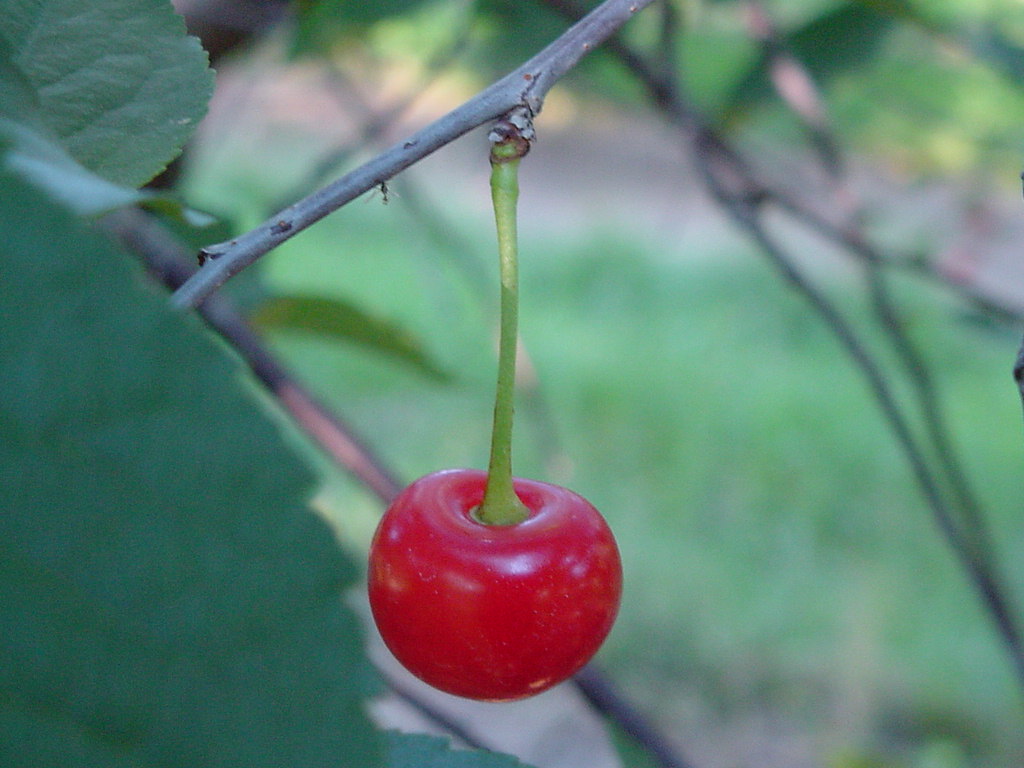 Cherries