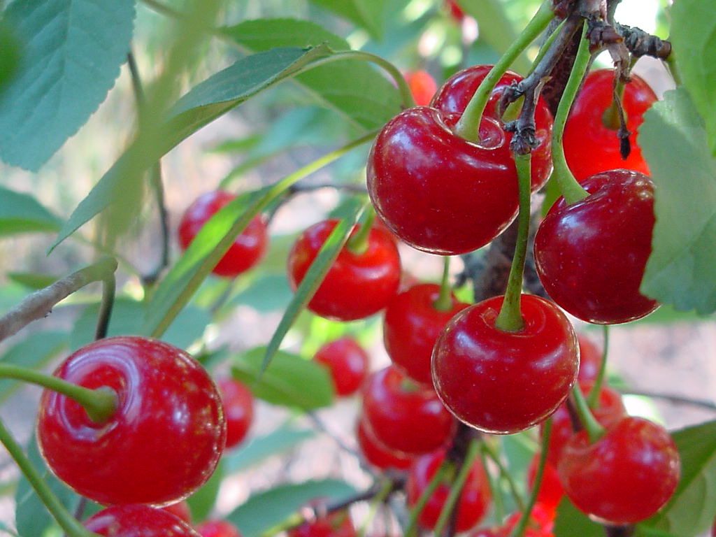 Cherries