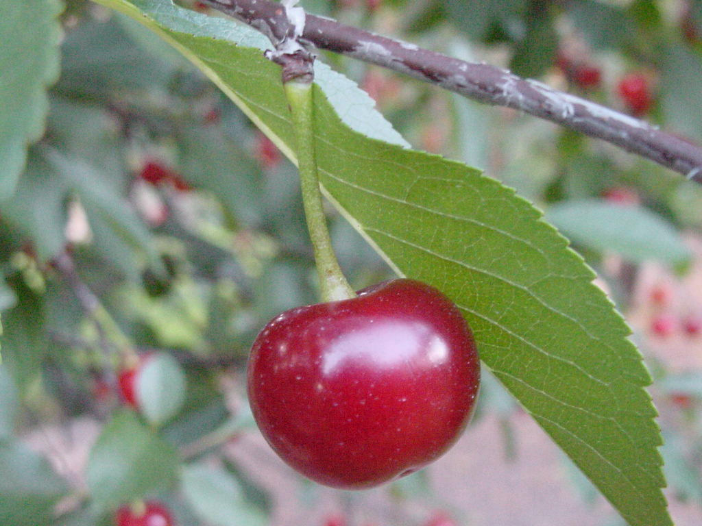 Cherries