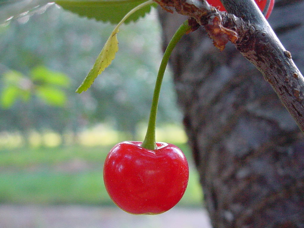 Cherries