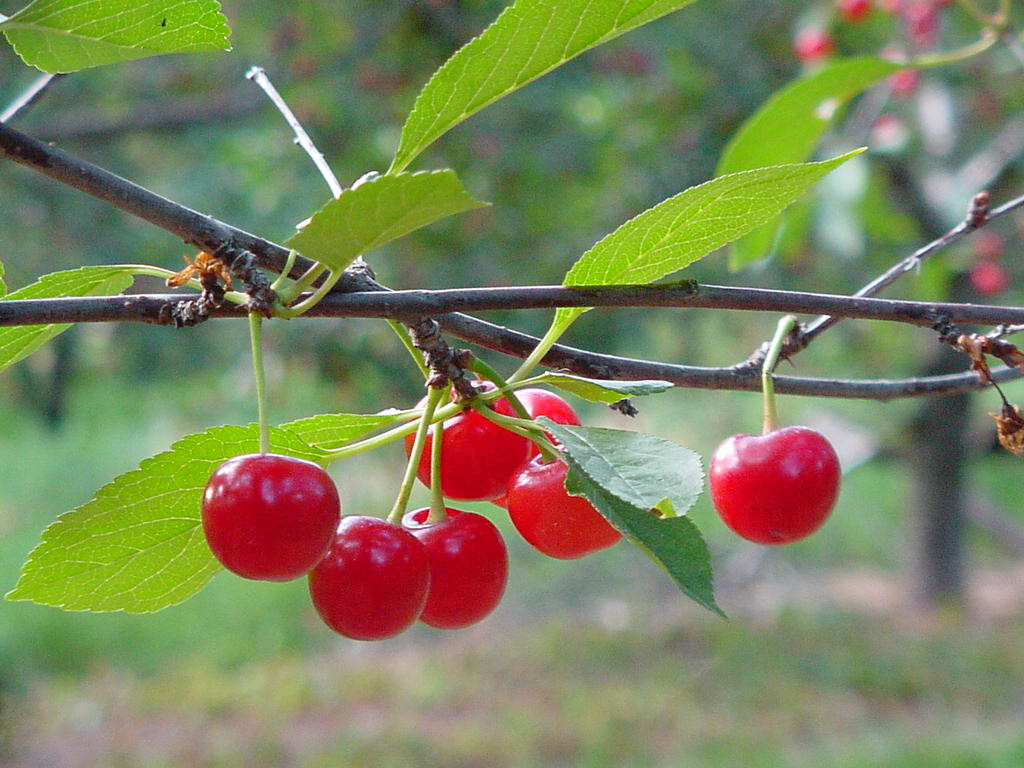 Cherries