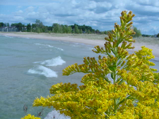 Lake shore