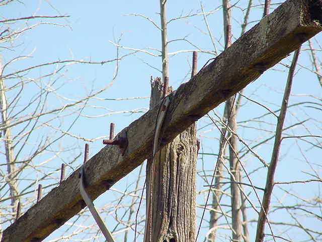 Telegraph line