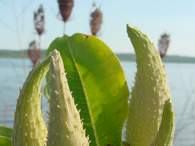 Seed Pods