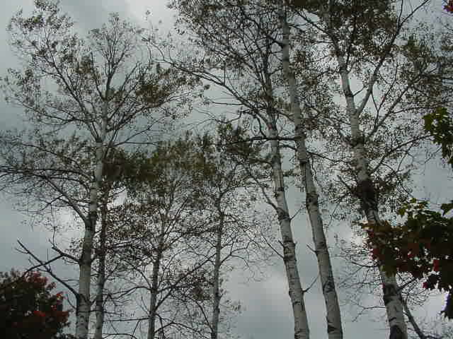 Trees