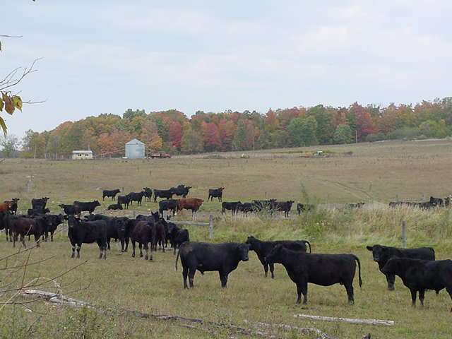 Cows