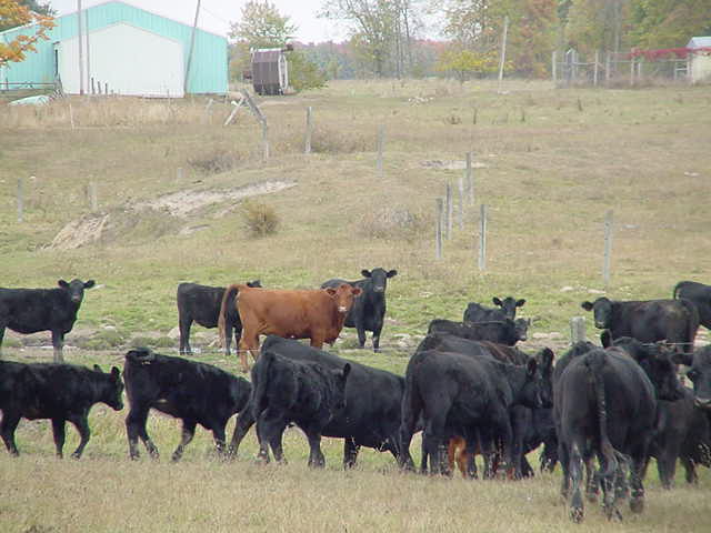 Cows