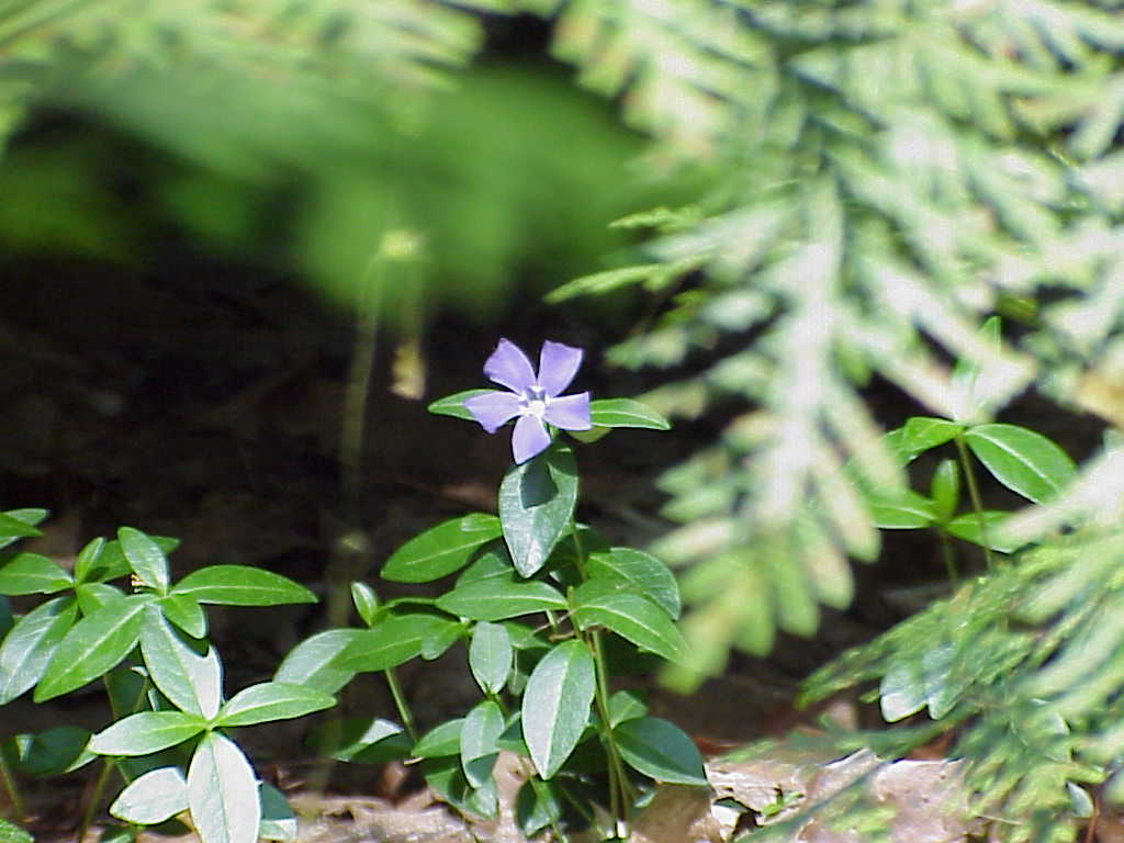 Flower