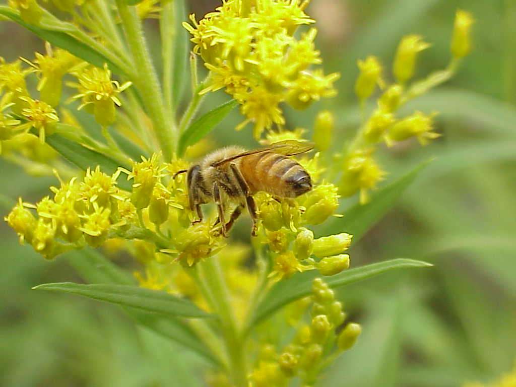 Bee on flower