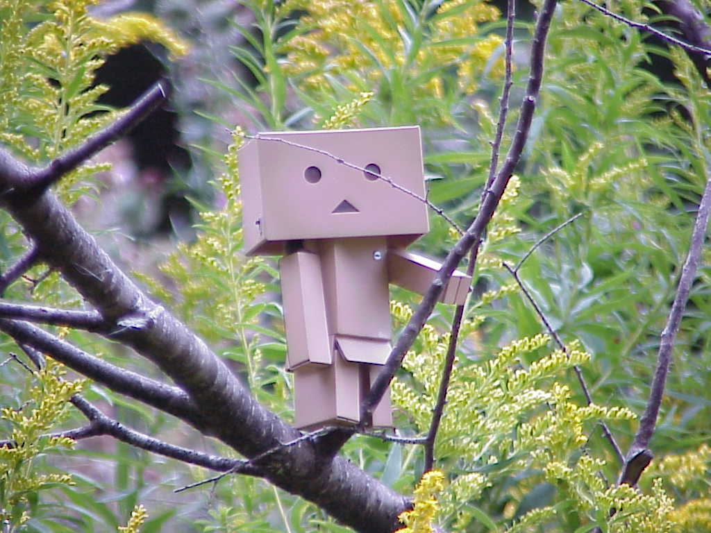 Danbo on a branch
