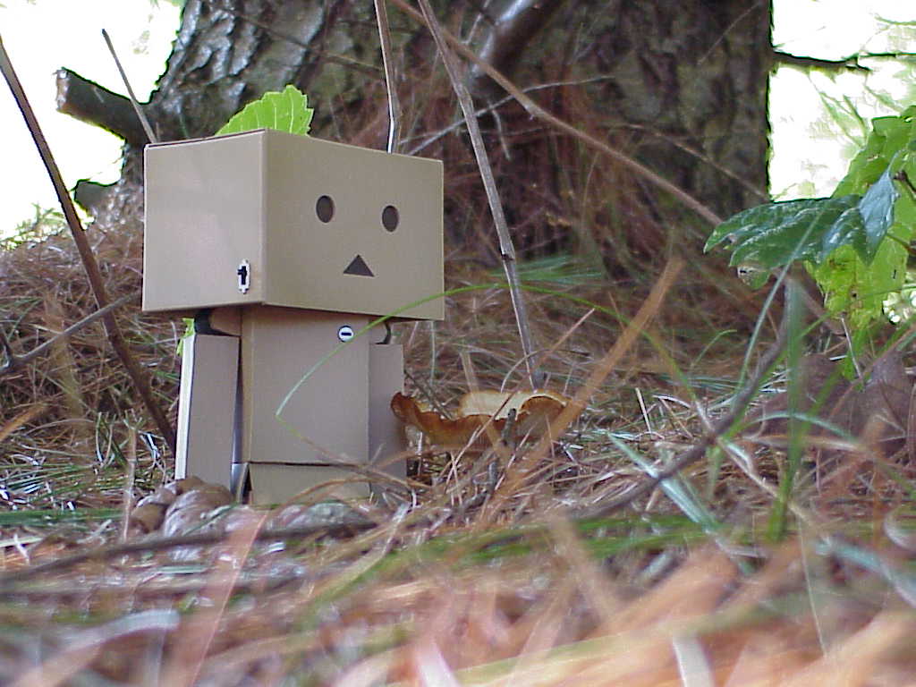 Danbo in the grass