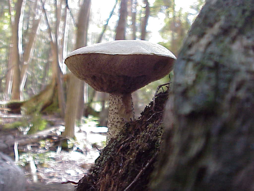 Mushroom