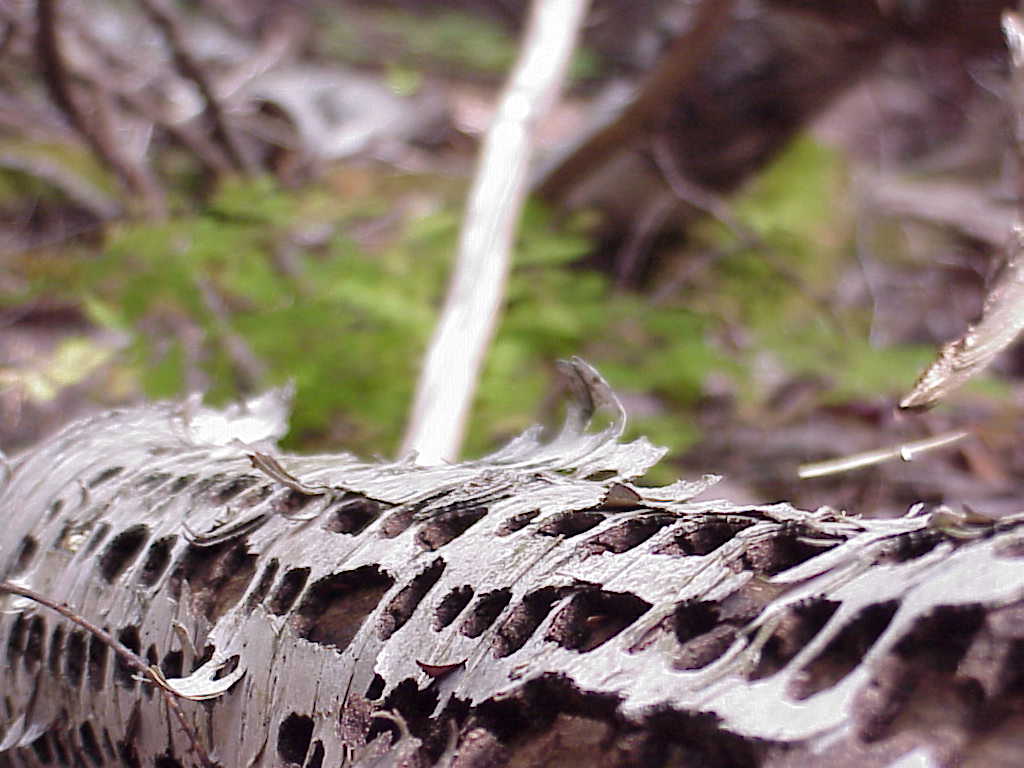 Rotted birch tree