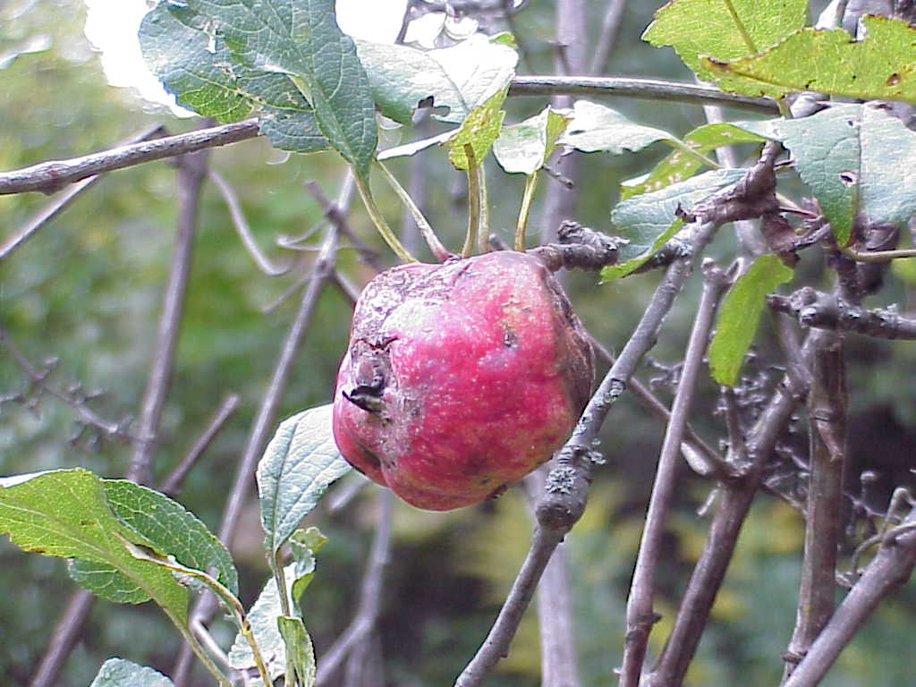Apple tree
