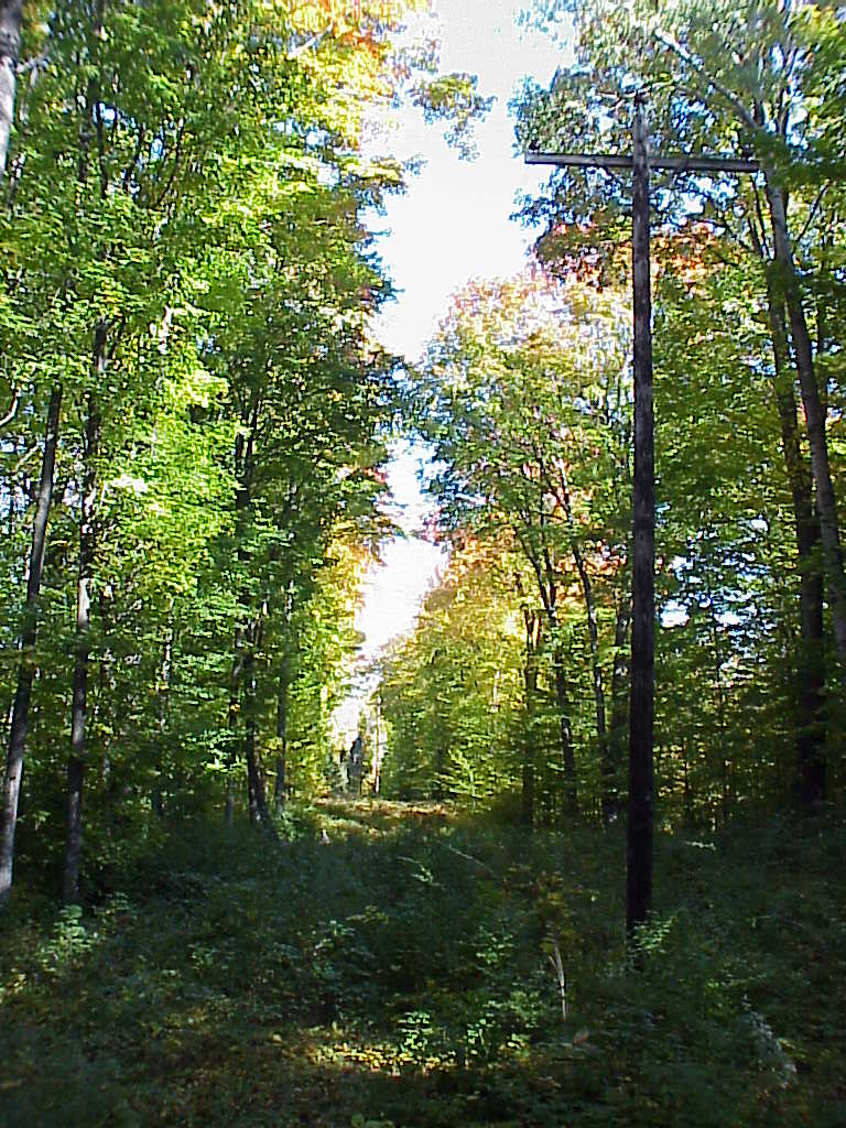 Power lines through woods
