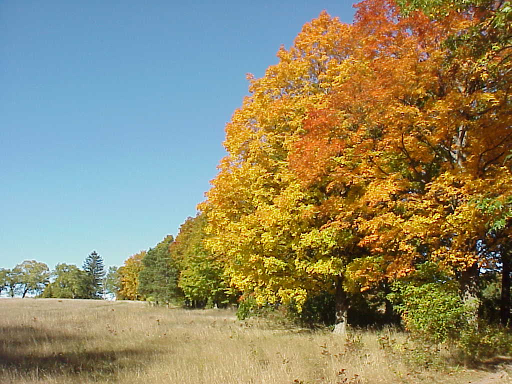Leaves with fall colors
