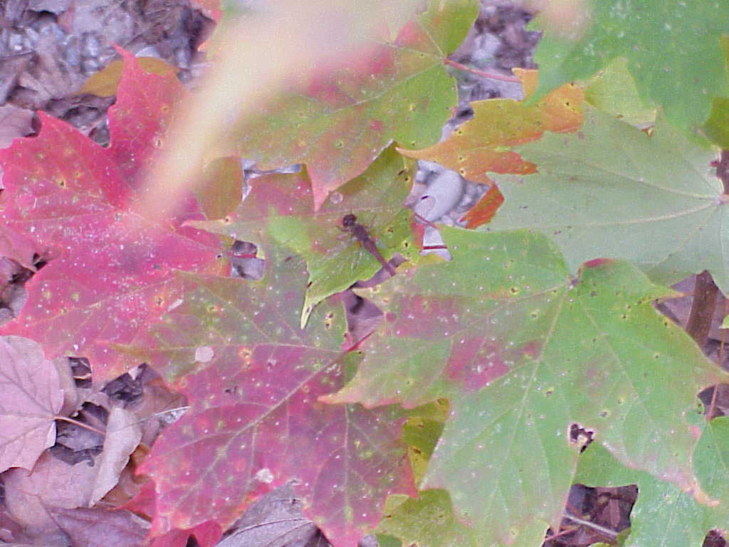 Leaves