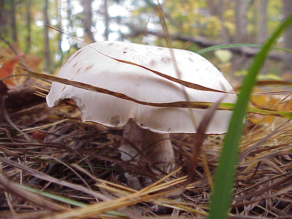 Mushroom
