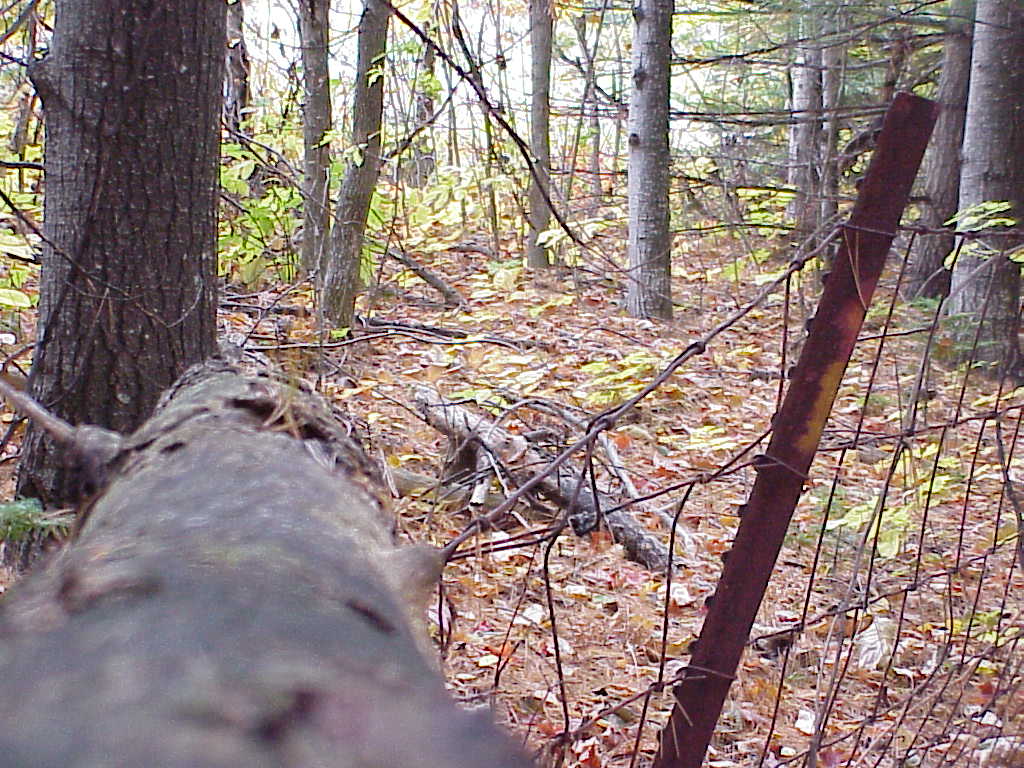 Tree fallen over fence