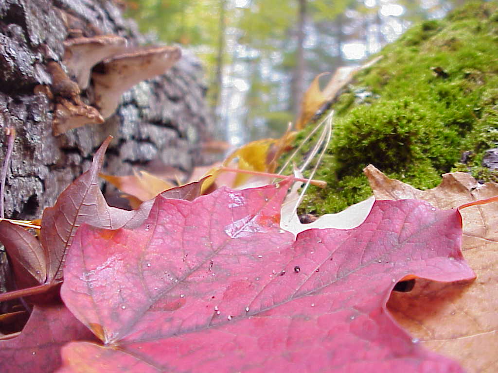 Leaves