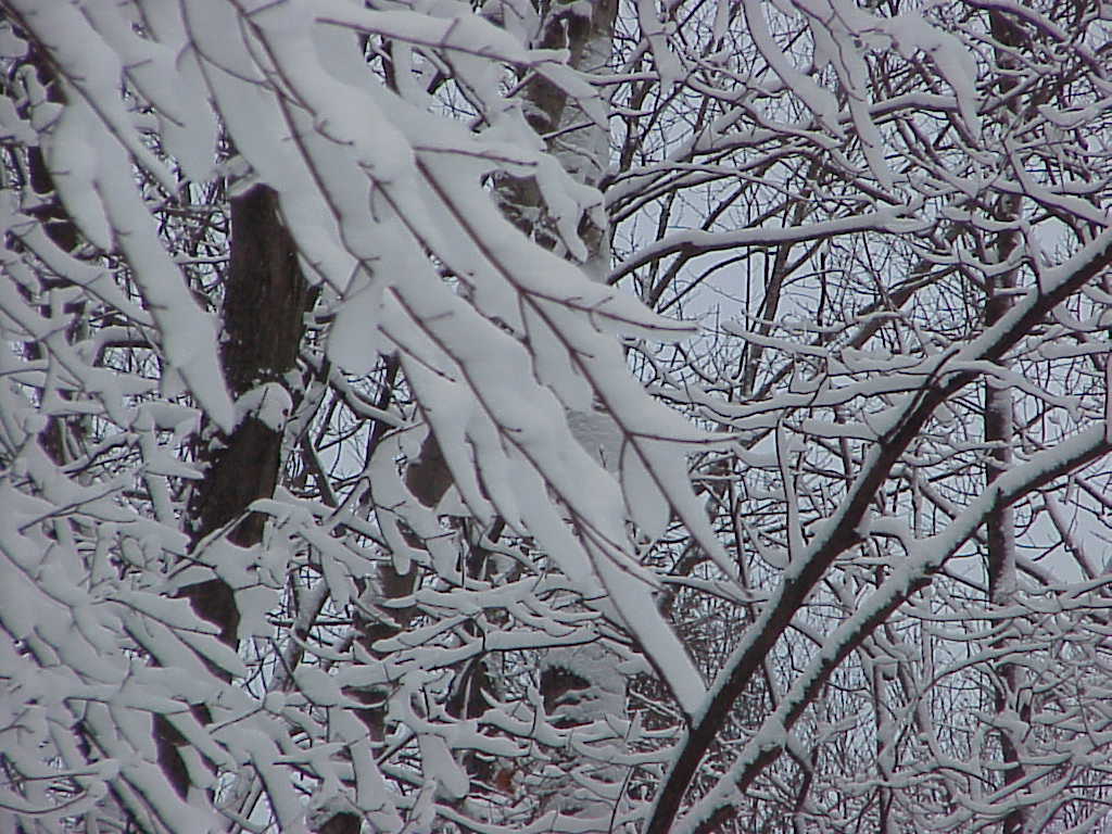 Snow on trees