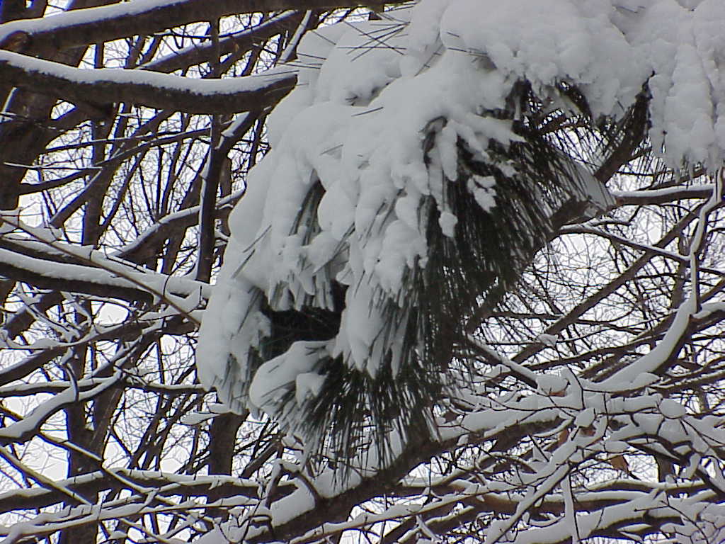 Snow on trees
