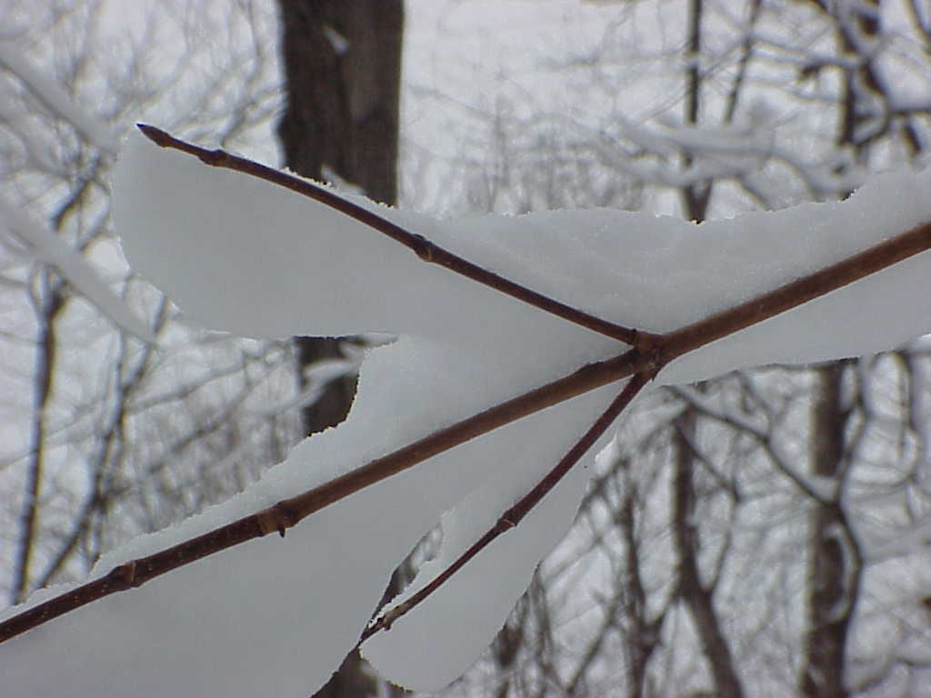 Snow on trees