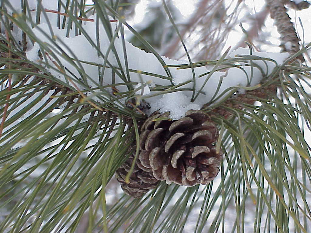 Snow on trees