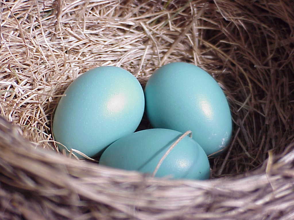 Bird eggs
