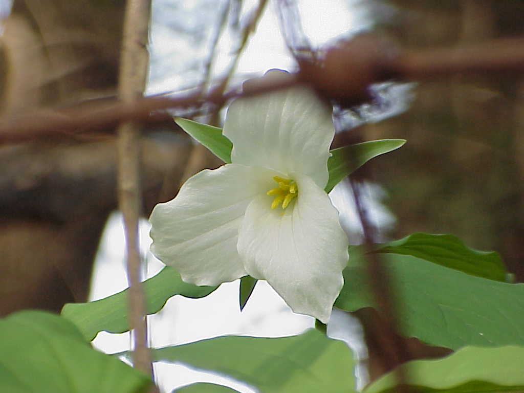 Trillium