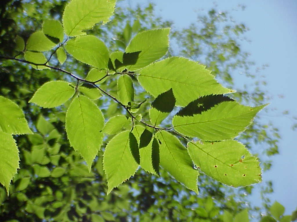 Leaves