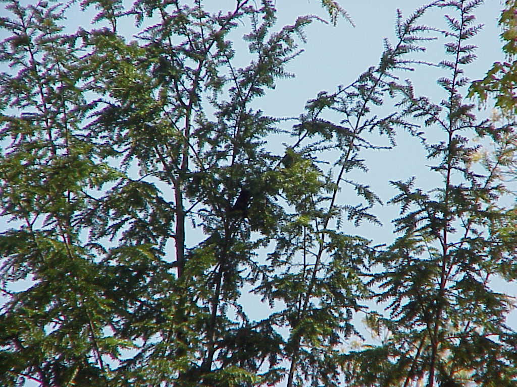 Quadcopter LSRC LS-MIN close-up??