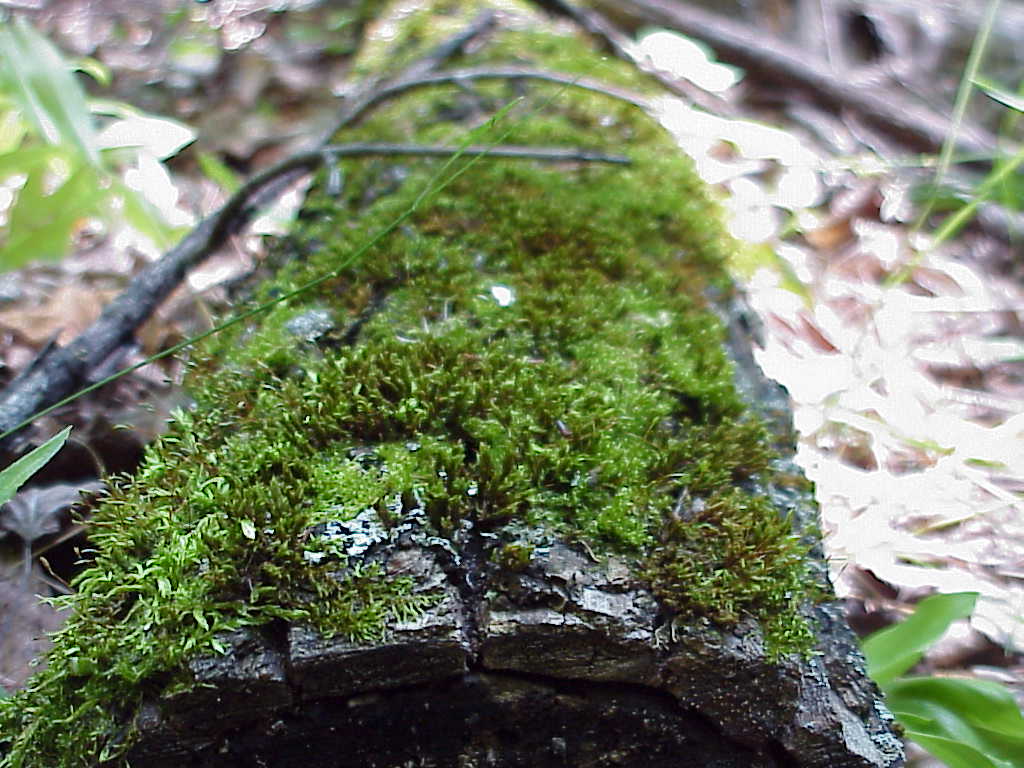 Moss on log