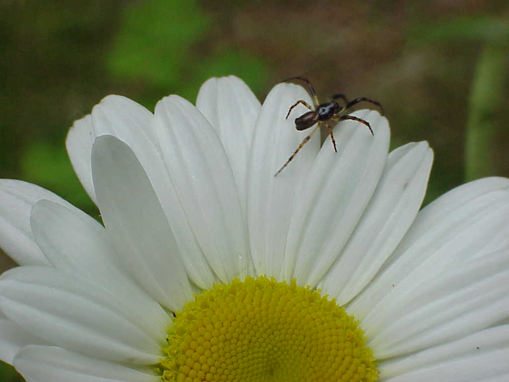 Flower with bug