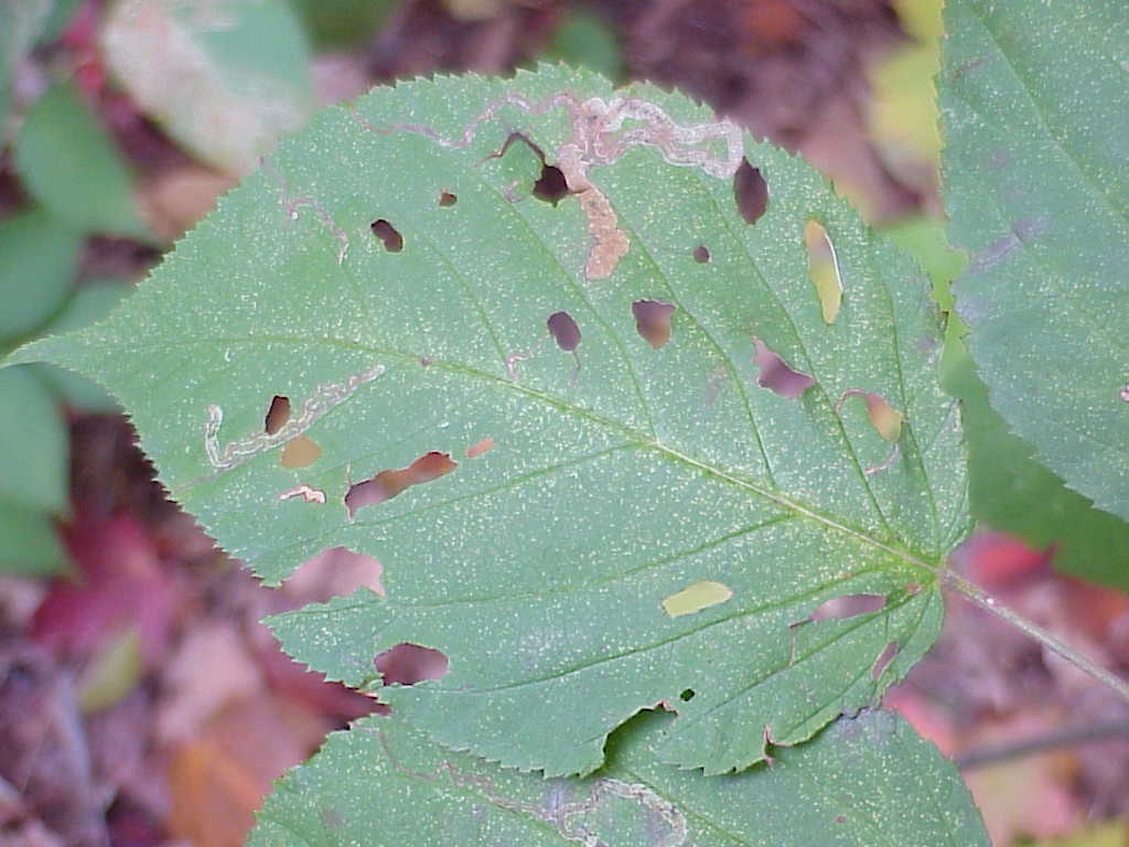 Leaf