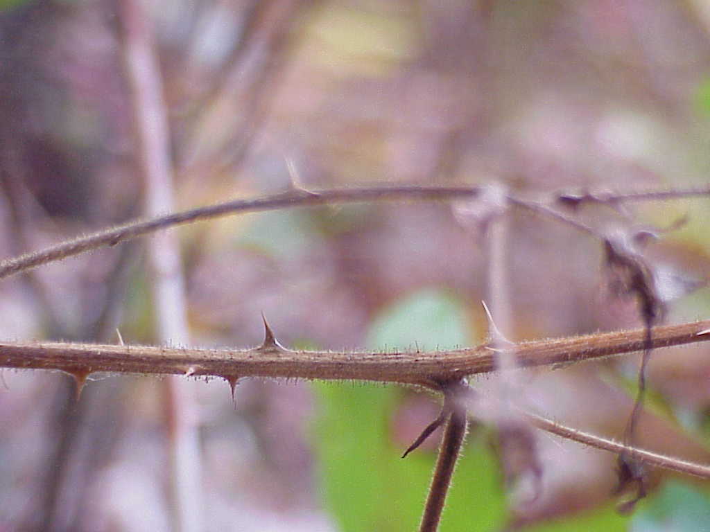 Vine