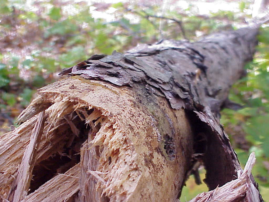 Fallen tree