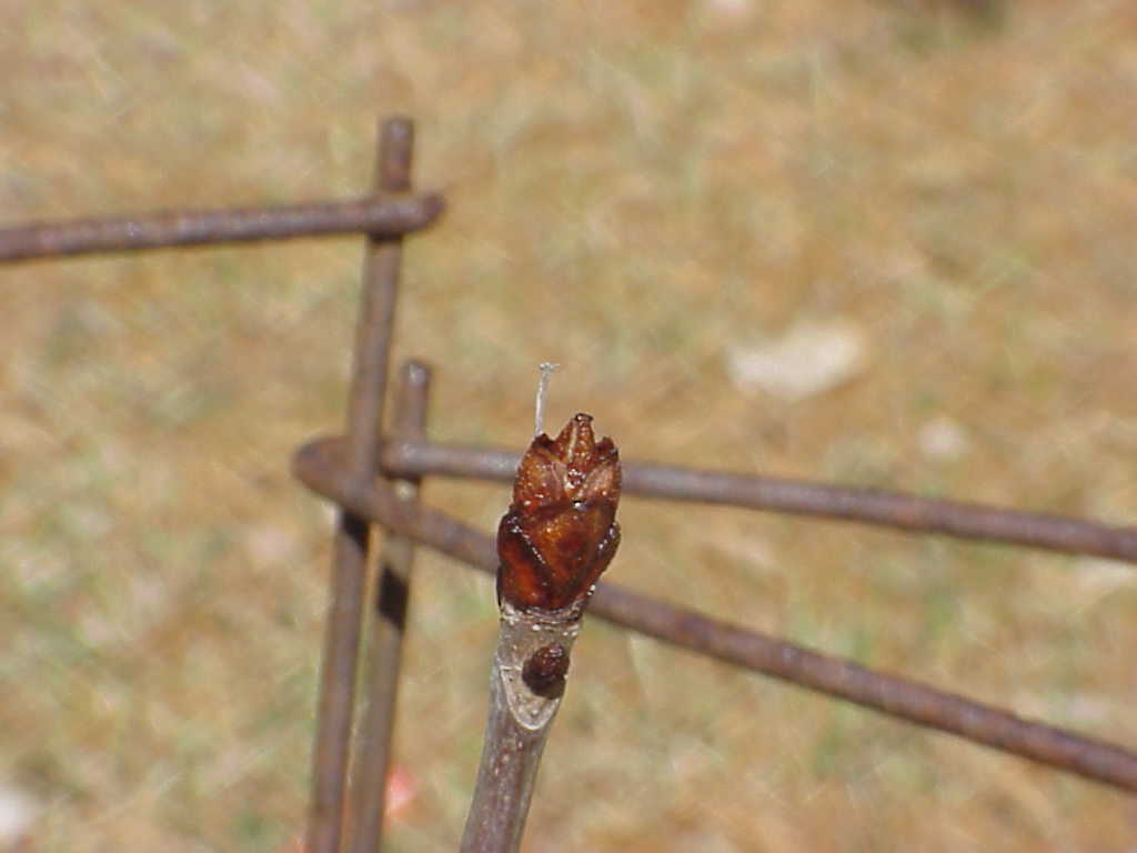 Small tree growing