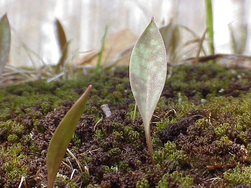 Leaves in moss