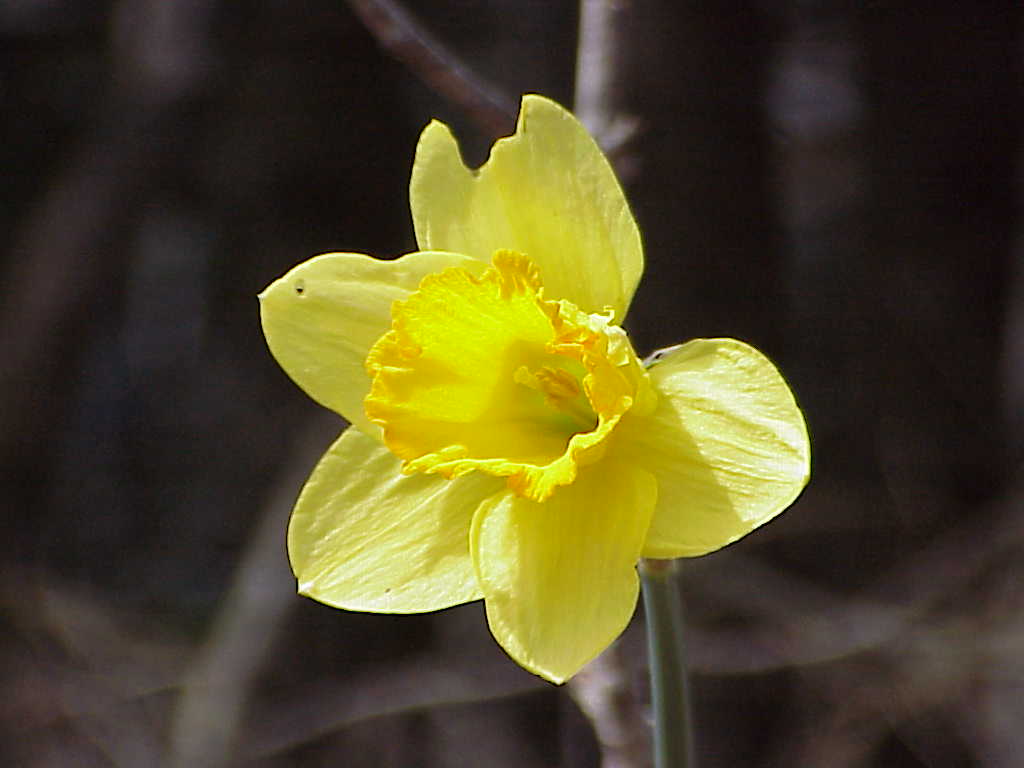 Daffodil flower